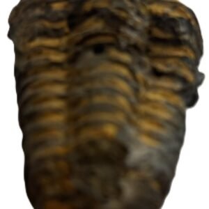 trilobite 3.4