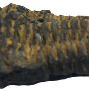 trilobite 41 - Sians Emporium trilobite 41