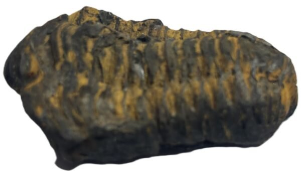 trilobite 41 - Sians Emporium trilobite 41