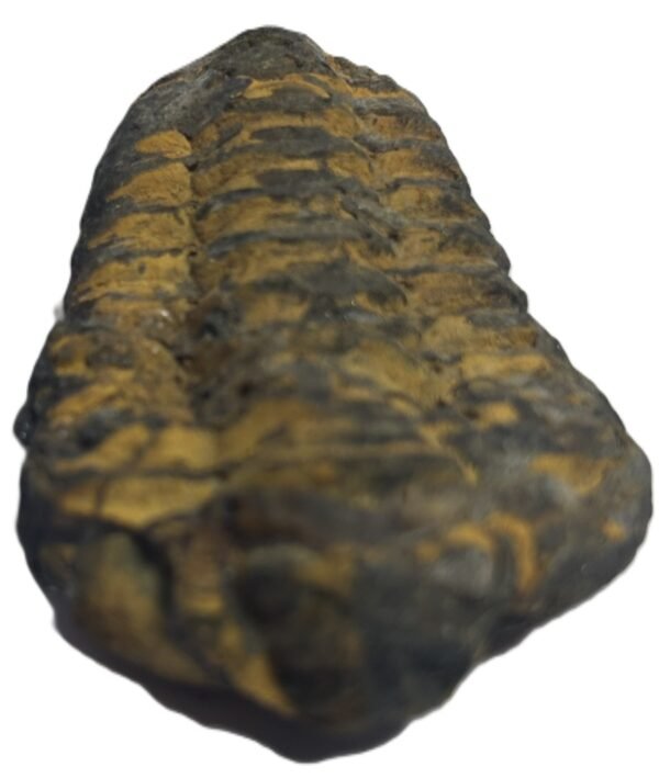 trilobite 42 - Sians Emporium trilobite 42