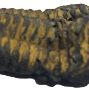 trilobite 43 - Sians Emporium trilobite 43