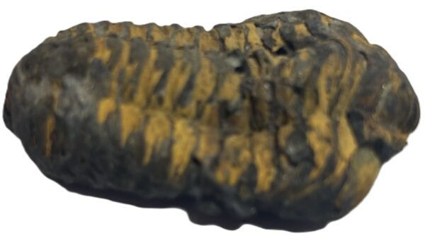 trilobite 43 - Sians Emporium trilobite 43