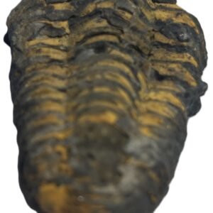 trilobite 44 - Sians Emporium trilobite 44