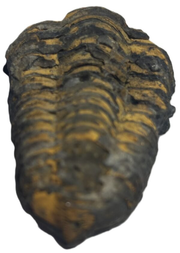 trilobite 44 - Sians Emporium trilobite 44