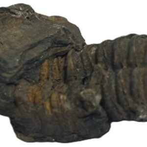 trilobite 51 - Sians Emporium trilobite 51