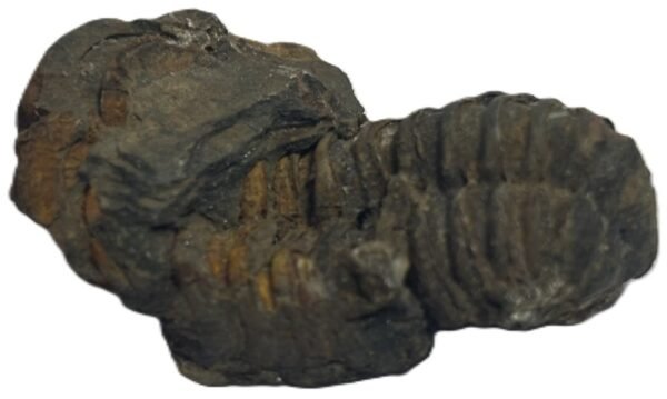 trilobite 51 - Sians Emporium trilobite 51