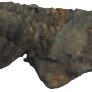 trilobite 52 - Sians Emporium trilobite 52