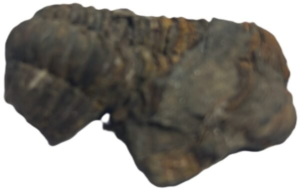 trilobite 52 - Sians Emporium trilobite 52