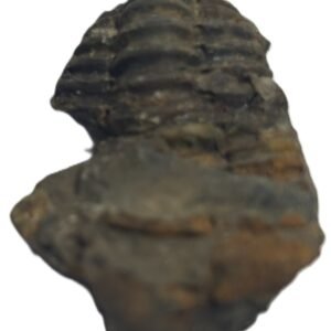 trilobite 53