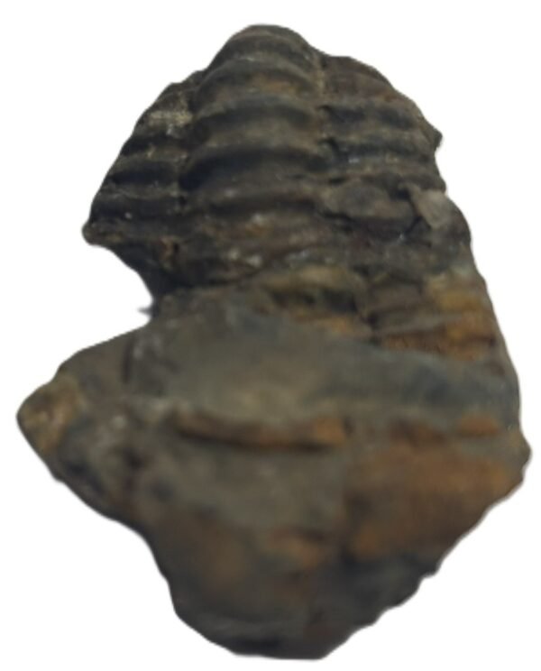 trilobite 53 - Sians Emporium trilobite 53