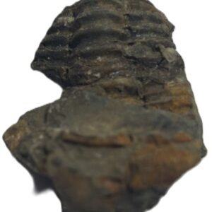 trilobite 54 - Sians Emporium trilobite 54