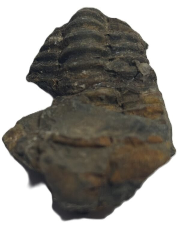 trilobite 54 - Sians Emporium trilobite 54