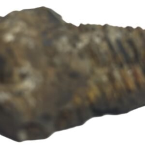 trilobite 61 - Sians Emporium trilobite 61