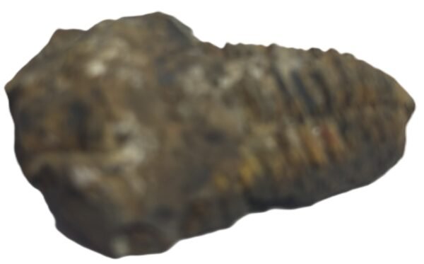 trilobite 61 - Sians Emporium trilobite 61