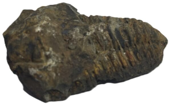 trilobite 62 - Sians Emporium trilobite 62