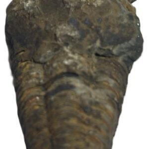 trilobite 63 - Sians Emporium trilobite 63