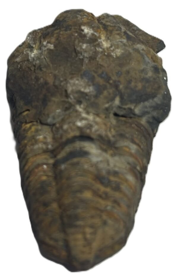 trilobite 63 - Sians Emporium trilobite 63