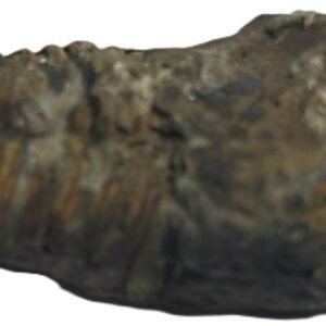 trilobite 64 - Sians Emporium trilobite 64