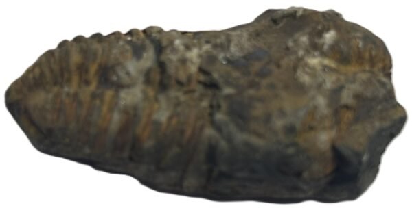 trilobite 64 - Sians Emporium trilobite 64