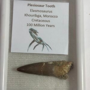 Plesiosaur Tooth 1