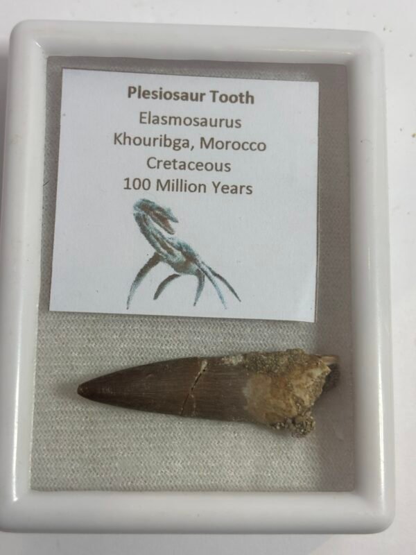 Plesiosaur Tooth 1