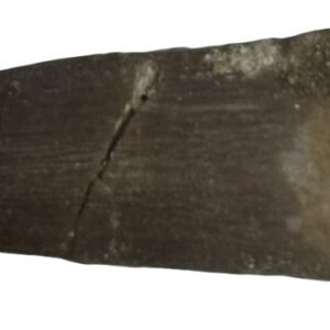 Plesiosaur Tooth 1.2