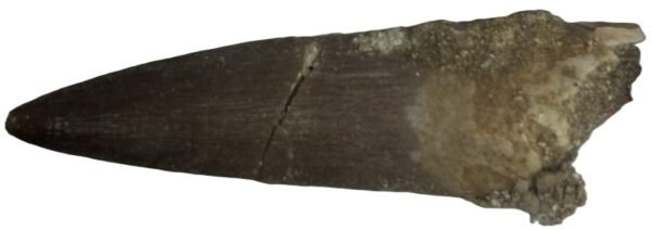 Plesiosaur Tooth 1.2