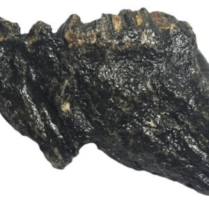 baby mammoth 11 - Sians Emporium baby mammoth 11