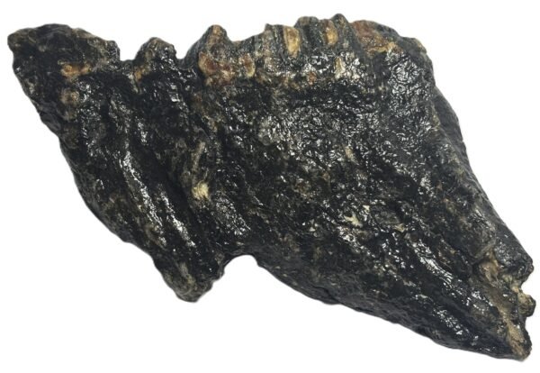 baby mammoth 11 - Sians Emporium baby mammoth 11