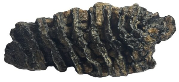 baby mammoth 12 - Sians Emporium baby mammoth 12