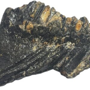 baby mammoth 13 - Sians Emporium baby mammoth 13