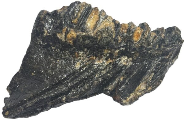 baby mammoth 13 - Sians Emporium baby mammoth 13