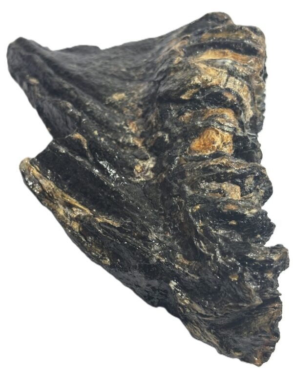 baby mammoth 14 - Sians Emporium baby mammoth 14