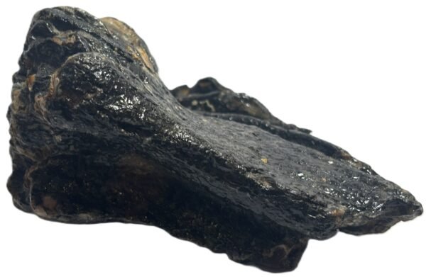 baby mammoth 15 - Sians Emporium baby mammoth 15