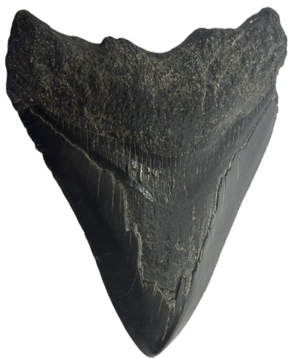 megalodon 21 - Sians Emporium megalodon 21