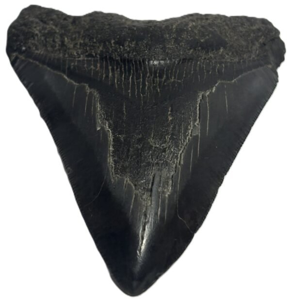 megalodon 22 - Sians Emporium megalodon 22