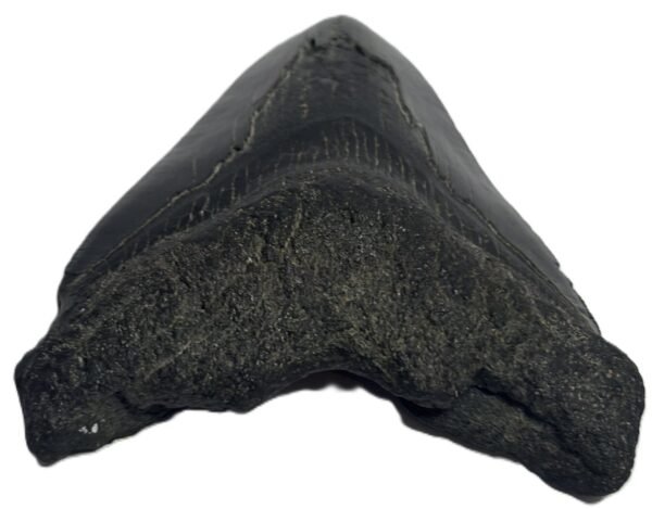 megalodon 23 - Sians Emporium megalodon 23