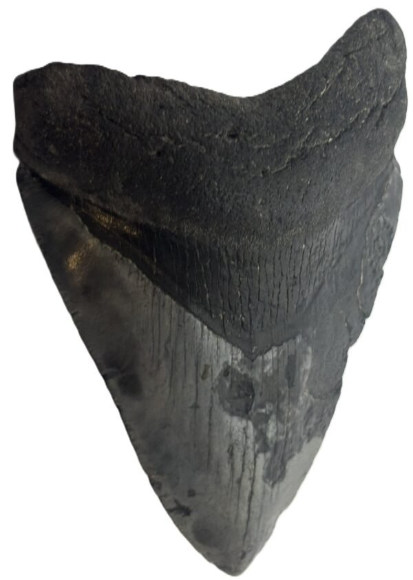 megalodon 11 - Sians Emporium megalodon 11