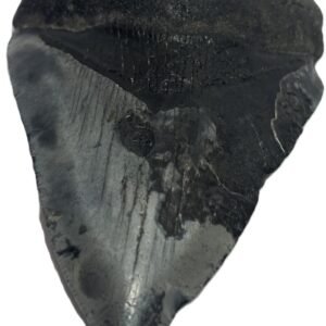 megalodon 12