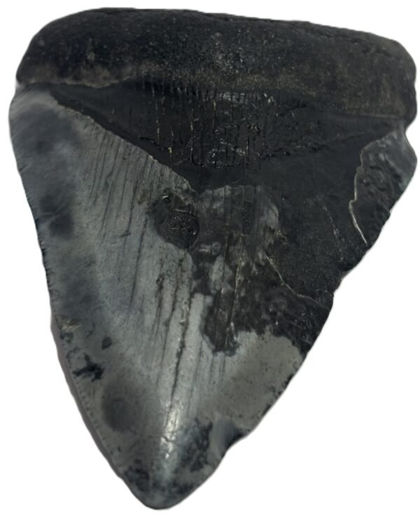 megalodon 12 - Sians Emporium megalodon 12