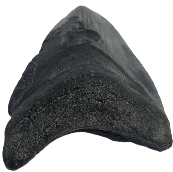 megalodon 13 - Sians Emporium megalodon 13