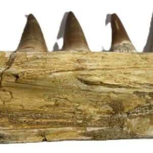 mosasaur jaw 11
