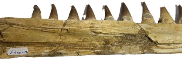 mosasaur jaw 11
