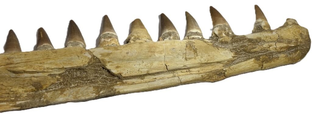 mosasaur jaw 12 - Sians Emporium mosasaur jaw 12