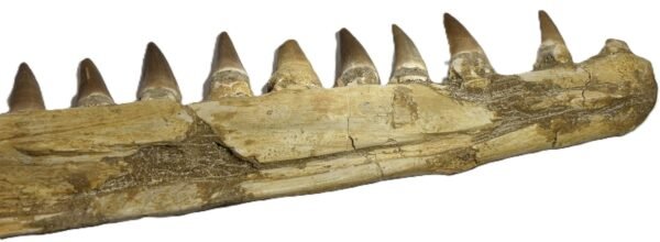 mosasaur jaw 12