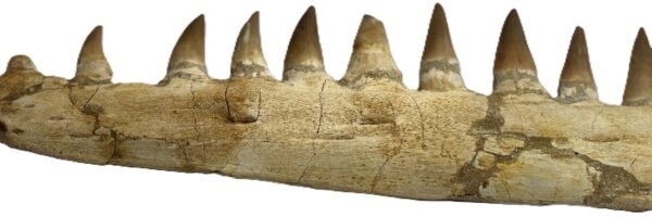 mosasaur jaw 13