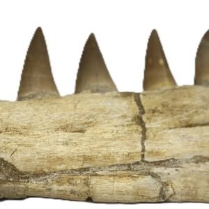 mosasaur jaw 14