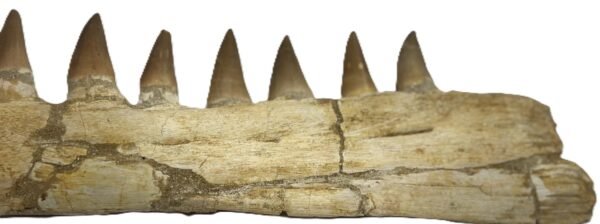 mosasaur jaw 14