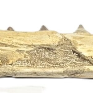 mosasaur jaw 15