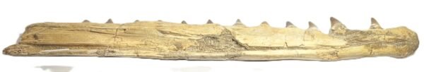 mosasaur jaw 15